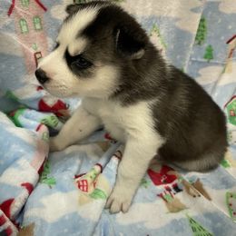 Siberian Husky Puppies from McDonald's Homegrown Huskies