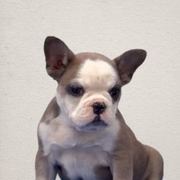 Diva - French Bulldog
