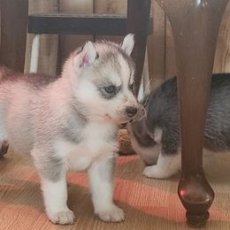Siberian Husky Puppies from Spirit of the Moon Siberians