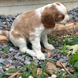 Cookie - Blenheim female Cavalier King Charles Spaniel puppy in Tahlequah, Oklahoma from Love Some Dogs Dachshunds & Cavalier King Charles Spaniels,Cavapoos