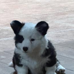 Aurora - Black and white female Cardigan Welsh Corgi puppy in Atascadero, California from California Corgis and Kunes