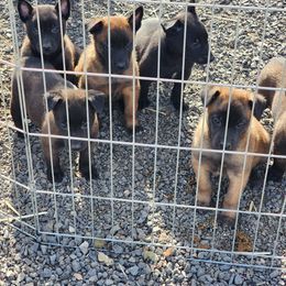 Belgian Malinois Puppies from Keith's Belgian Malinois