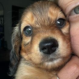 Fleur - Sable female Dachshund puppy in Englewood, Ohio from TS Dachshunds