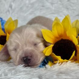 Alex - Cream male Dachshund puppy in Dothan, Alabama from Little House Pups