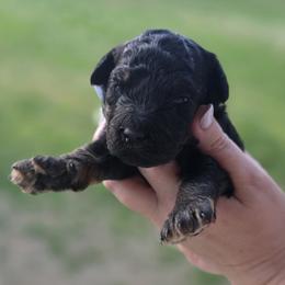 Peter - Phantom male Goldendoodle puppy in Decatur, Tennessee from Diamond's Doodles