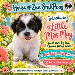 May - Black and white female Shihpoo puppy in Mesa, Arizona from House of Zen Shihtzus