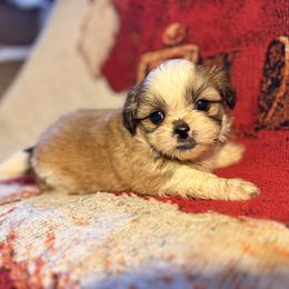 Girl 2 - Liver and white female Shih Tzu puppy in Vinemont, Alabama from Puppy Pals
