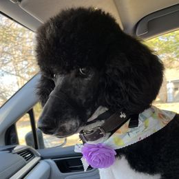 Roni - Poodle