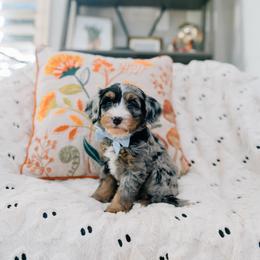 Chai - Merle male Bernedoodle puppy in Murray, Utah from Sun Valley Doodles