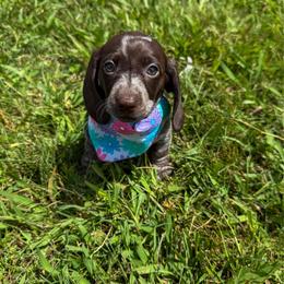 Shoofly - Chocolate female Dachshund puppy in Lebanon, Tennessee from Thomas Dachshunds