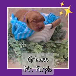 Grimace - Dark golden male Golden Retriever puppy in Driggs, Idaho from SK Golden Retrievers
