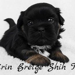 ZURI - Black and tan female Shih Tzu puppy in Las Vegas, Nevada from Beirin Breige Shih Tzus