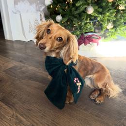 Dachshund Puppies from Bootheel Doxies