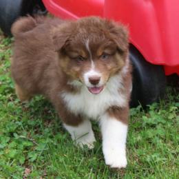 Sawyer - Red tri-color male Australian Shepherd puppy in Kansas, Oklahoma from Windy G Farm