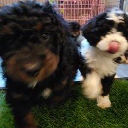 Bernedoodle Puppies from Kiya's Bernedoodles