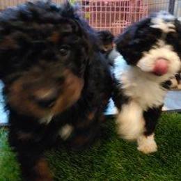 Bernedoodle Puppies from Kiya's Bernedoodles