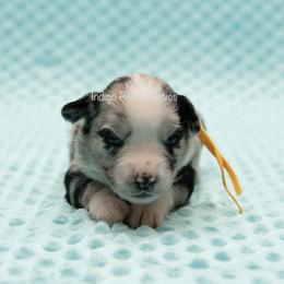 Rizzo - Yellow Collar - Blue merle female Miniature Australian Shepherd puppy in Lacombe, Louisiana from Indigo River Toy & Mini Aussies