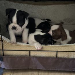 Boston Terrier Puppies from Mary's Puppy