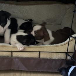 Boston Terrier Puppies from Mary's Puppy