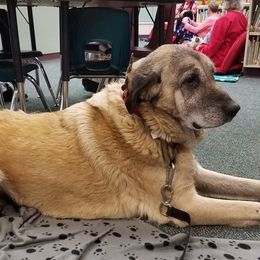 Anatolian Shepherd Dogs from Harmonys Way Farm