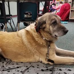Anatolian Shepherd Dogs from Harmonys Way Farm