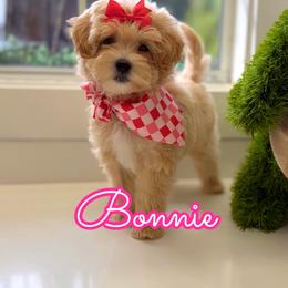 Bonnie - Apricot female Maltipoo puppy in Buford, Georgia from Petite Posh Puppies