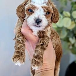 Oliver - Red male Cavapoo puppy in Denver, Pennsylvania from Rose Z