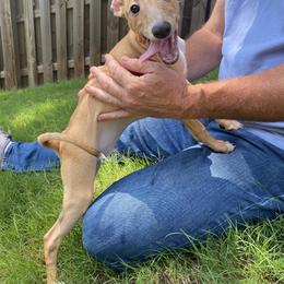 Italian Greyhound Puppies from Iggies of Azalea
