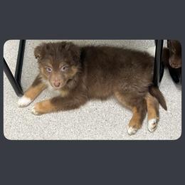 Samara - Red tri-color female Australian Shepherd puppy in Sioux Falls, South Dakota from ER Aussies
