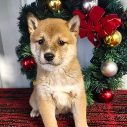 Tess - Sesame female Shiba Inu puppy in Illinois from Precious-Puppies
