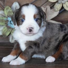 Blue Merle 1 - Blue merle male Miniature Australian Shepherd puppy in Lawton, Oklahoma from Lindsey’s Aussies