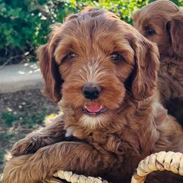 Sycamore Canyon's Coral - Caramel red female Australian Labradoodle puppy in Riverside, California from Sycamore Canyon Labradoodle