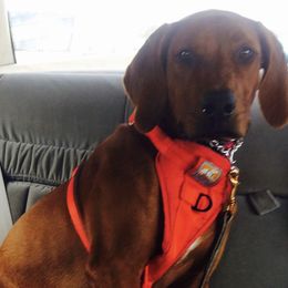 Rhodesian Ridgeback Puppies from Zambezi River Ridgebacks