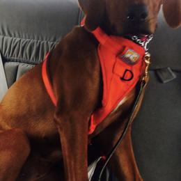Rhodesian Ridgeback Puppies from Zambezi River Ridgebacks