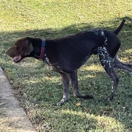Bosco - German Shorthaired Pointer