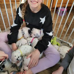 Dalmatian Puppies from Rock Creek Dalmatians