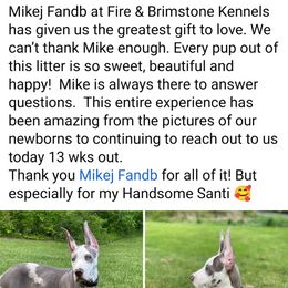 "Another happy F&B puppy family (: " Great Dane Puppies from F&B Kennels