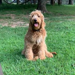 Daisy - Goldendoodle