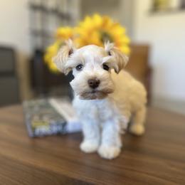 Trini (Yellow) - Parti female Miniature Schnauzer puppy in Menifee, California from Moonshine’s Minis
