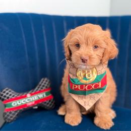Gucci (grey) - Red male Cavapoo puppy in West Haven, Utah from Harper Haven Cavapoos & Doodles