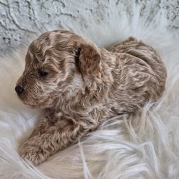Mocha - Apricot male Poodle puppy in Chandler, Arizona from Fabi Poodle