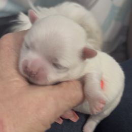 Prince Marshmallow - White Maltese puppy in Newaygo, Michigan from Dawn's Maltese