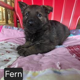 Fern - Sable female German Shepherd puppy in Cave City, Arkansas from Bayou Valley Shepherds and American Hunt Terriers