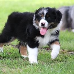 Dixie  blue merle female - Blue merle female Australian Shepherd puppy in Cookeville, Tennessee from Spring Creek Aussies