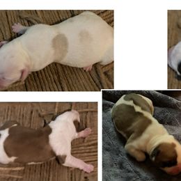 Girl 1 - White female American Bulldog puppy in Pace, Florida from Genesis American Bulldogs