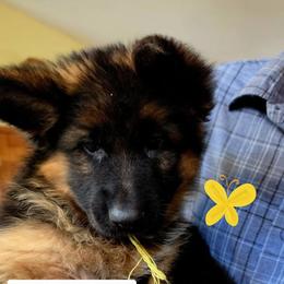 Yellow collar - Black and red female German Shepherd puppy in Chrisney, Indiana from Indiana German Shepherds