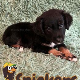 Snickers - Black tri male Miniature American Shepherd puppy in Millington, Tennessee from Goading Glee Glade