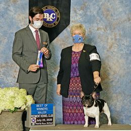 French Bulldogs from Sapphire Skies French Bulldogs