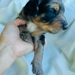 Merlin - Blue merle male Aussiedoodle puppy in Berrien Spring, Michigan from Red Bud Beautiful Doodles