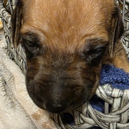 Boy 2 - Rd whtn blk nose male Rhodesian Ridgeback puppy in Erie, Pennsylvania from Anjari's Ridgebacks